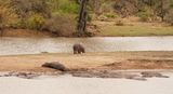 Seekoei / Hippo