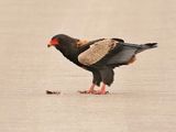 Berghaan / Bateleur