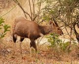 Bosbok / Bushbuck