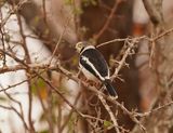 Withelmlaksman / White Helmetshrike