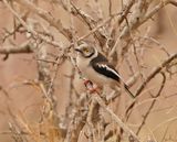 Withelmlaksman / White Helmetshrike