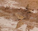 Rooibekwewer / Red-billed Weaver