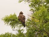 Bruinarend / Wahlbergs Eagle