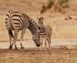 Sebra / Common Zebra