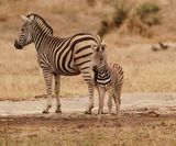 Sebra / Common Zebra