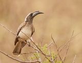 Grysneushoringvoël / African Grey Hornbill