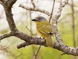 Sookvoël / Grey-headed Bushshrike