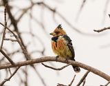 Kuifkophoutkapper / Crested Barbet