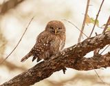 Witkoluil / Pearl-spotted Owl