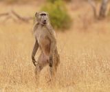 Kaapse bobbejaan / Cape Baboon