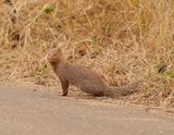 Swartkwasmuishond / Slender Mongoose