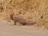 Swartkwasmuishond / Slender Mongoose