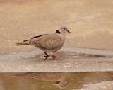 Rooioogtortelduif / African Mourning Dove