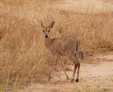 Gewone Duiker / Common Duiker