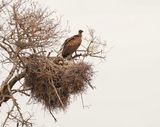 Witrugaasvoël / White-backed Vulture