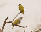 Papegaaiduif / African Green Pigeon