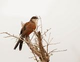 Gewone Vleiloerie / Burchells Coucal