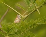 Wolpootjie / Common Woolly Legs