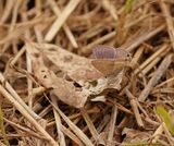 Ertjiebloutjie / Long-tailed Blue