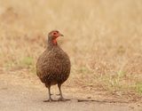Rooikeelfisant / Red-necked Spurfowl