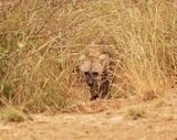 Gevlekte Hiëna / Spotted Hyena