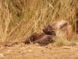 Gevlekte Hiëna / Spotted Hyena