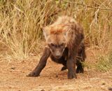 Gevlekte Hiëna / Spotted Hyena