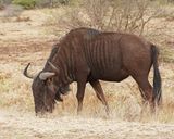 Blouwildebees / Blue Wildebeest