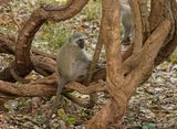 Blouaap / Vervet Monkey