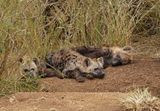 Gevlekte Hiëna / Spotted Hyena