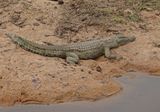 Krokodil / Nile Crocodile