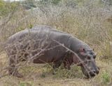 Seekoei / Hippo