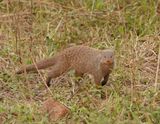 Gebande Muishond / Banded Mongoose