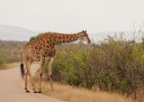 Kameelperd / Giraffe
