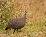 Gewone Tarentaal / Helmeted Guineafowl