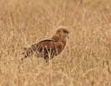 Berghaan / Bateleur