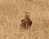 Berghaan / Bateleur