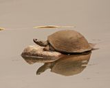 Skulprandskarnierwaterskilpad / Serrated Hinged Terrapin