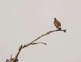 Witkopaasvoël / White-headed Vulture
