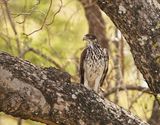 Grootjagarend / African Hawk Eagle