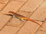 Bloustert-koppieskink / Rainbow Skink