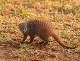Gebande Muishond / Banded Mongoose