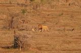 Leeu / Lion