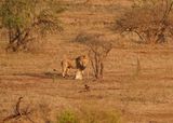 Leeu / Lion