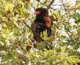 Berghaan / Bateleur