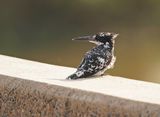 Bontvisvanger / Pied Kingfisher