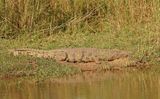Krokodil / Nile Crocodile