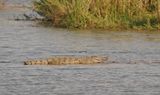 Krokodil / Nile Crocodile