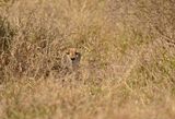Jagluiperd / Cheetah