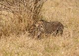Jagluiperd / Cheetah